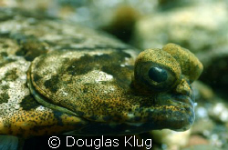 Turbot on the rocks.
A Turbot conceals itself against th... by Douglas Klug 